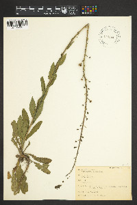 Verbascum blattaria image