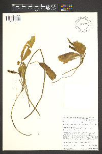 Potamogeton natans image