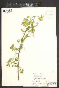 Acacia gaumeri image