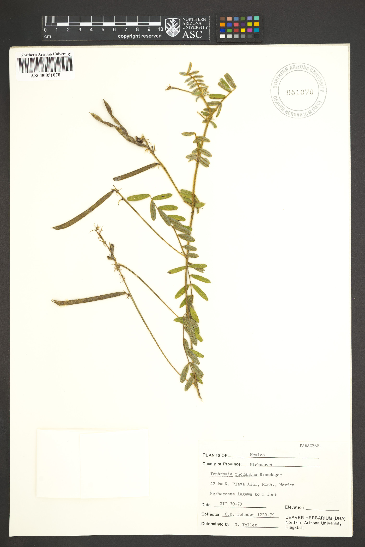 Tephrosia rhodantha image