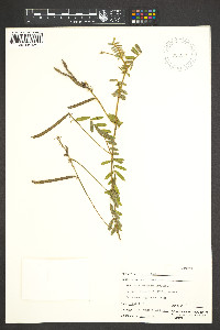 Image of Tephrosia rhodantha