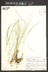 Zuloagaea bulbosa image