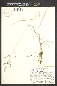 Zuloagaea bulbosa image