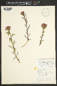 Castilleja angustifolia image