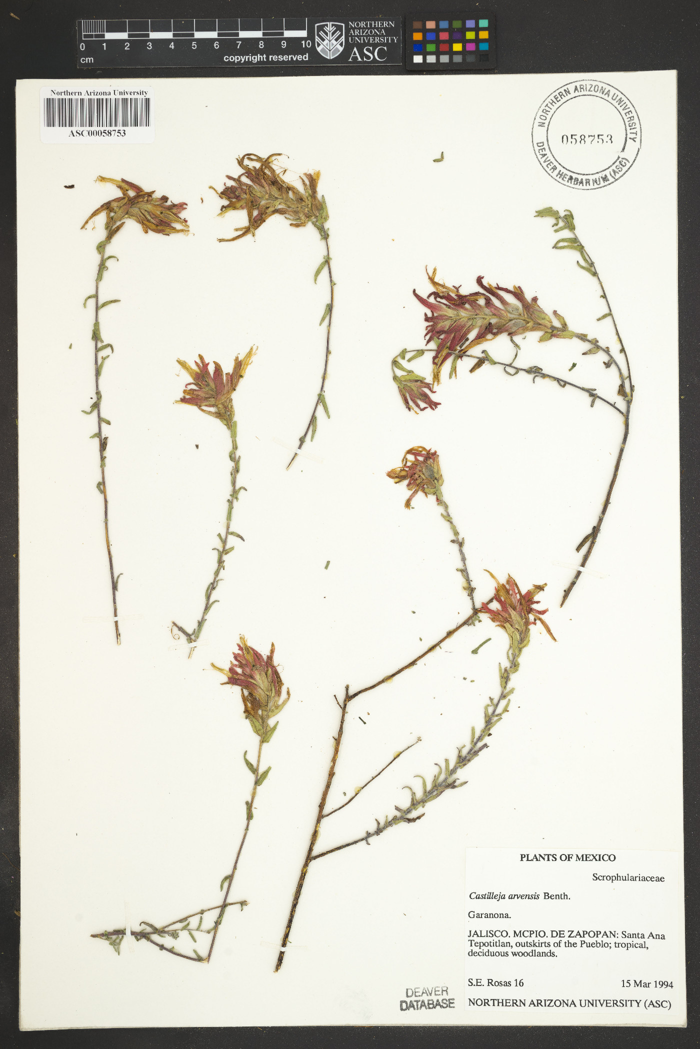 Castilleja arvensis image