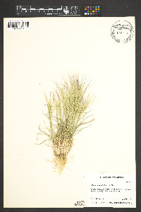 Elymus elymoides subsp. brevifolius image