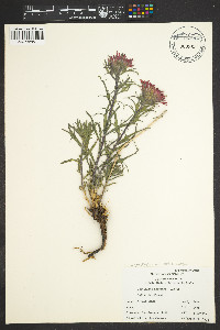 Castilleja angustifolia image