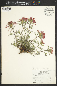 Castilleja angustifolia image