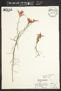 Castilleja linariifolia image