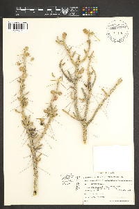 Cylindropuntia leptocaulis image