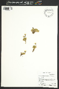 Minuartia arctica image