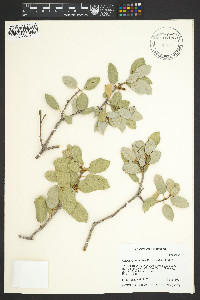 Image of Quercus john-tuckeri