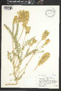 Astragalus canadensis image