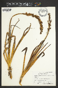 Image of Bulbinella angustifolia