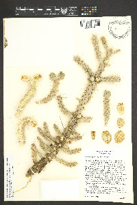 Cylindropuntia whipplei image