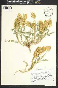 Astragalus canadensis image