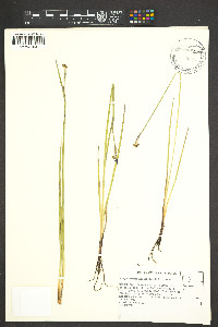 Sisyrinchium halophilum image