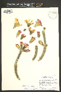 Image of Cylindropuntia x viridiflora