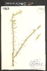 Cylindropuntia leptocaulis x spinosior image