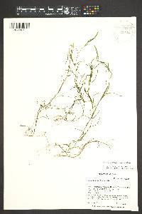 Potamogeton foliosus subsp. foliosus image