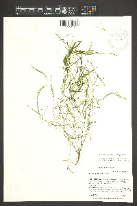 Potamogeton foliosus subsp. foliosus image