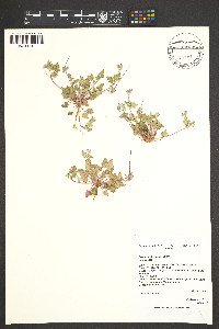 Erodium texanum image