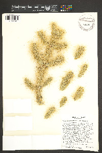 Cylindropuntia multigeniculata image