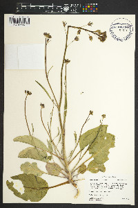Caulanthus glaucus image