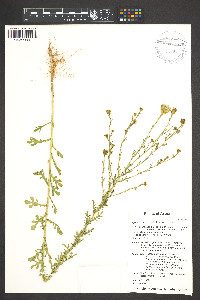 Adenophyllum porophyllum var. porophyllum image