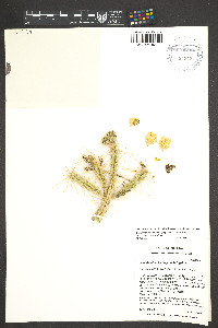 Cylindropuntia whipplei image