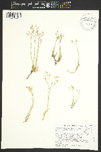 Eremogone kingii var. kingii image