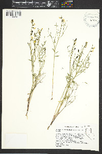 Astragalus convallarius image