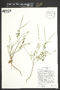 Haplophyton cimicidum var. crooksii image