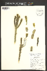 Cylindropuntia whipplei var. whipplei image