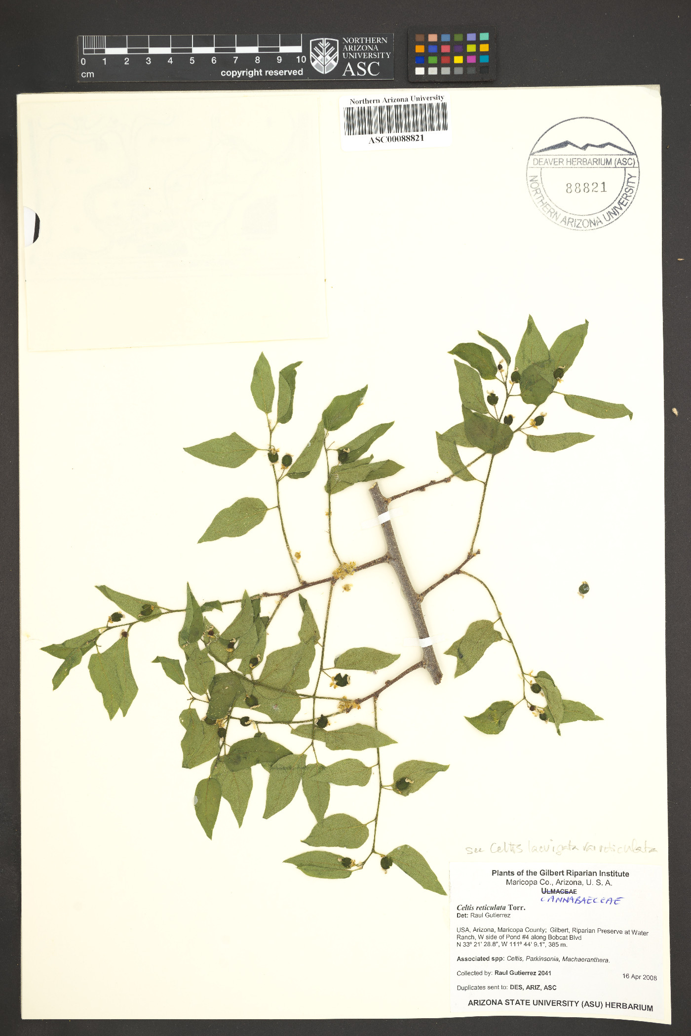 Celtis laevigata var. reticulata image