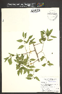 Celtis laevigata var. reticulata image