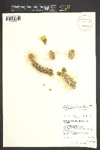 Cylindropuntia whipplei image