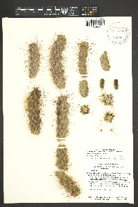 Cylindropuntia kelvinensis image