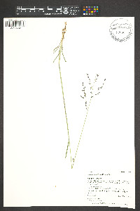 Zuloagaea bulbosa image