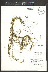 Potamogeton foliosus subsp. foliosus image