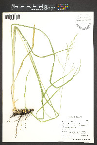 Zuloagaea bulbosa image