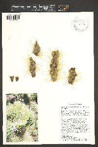 Cylindropuntia fulgida var. fulgida image