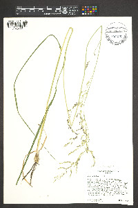 Zuloagaea bulbosa image