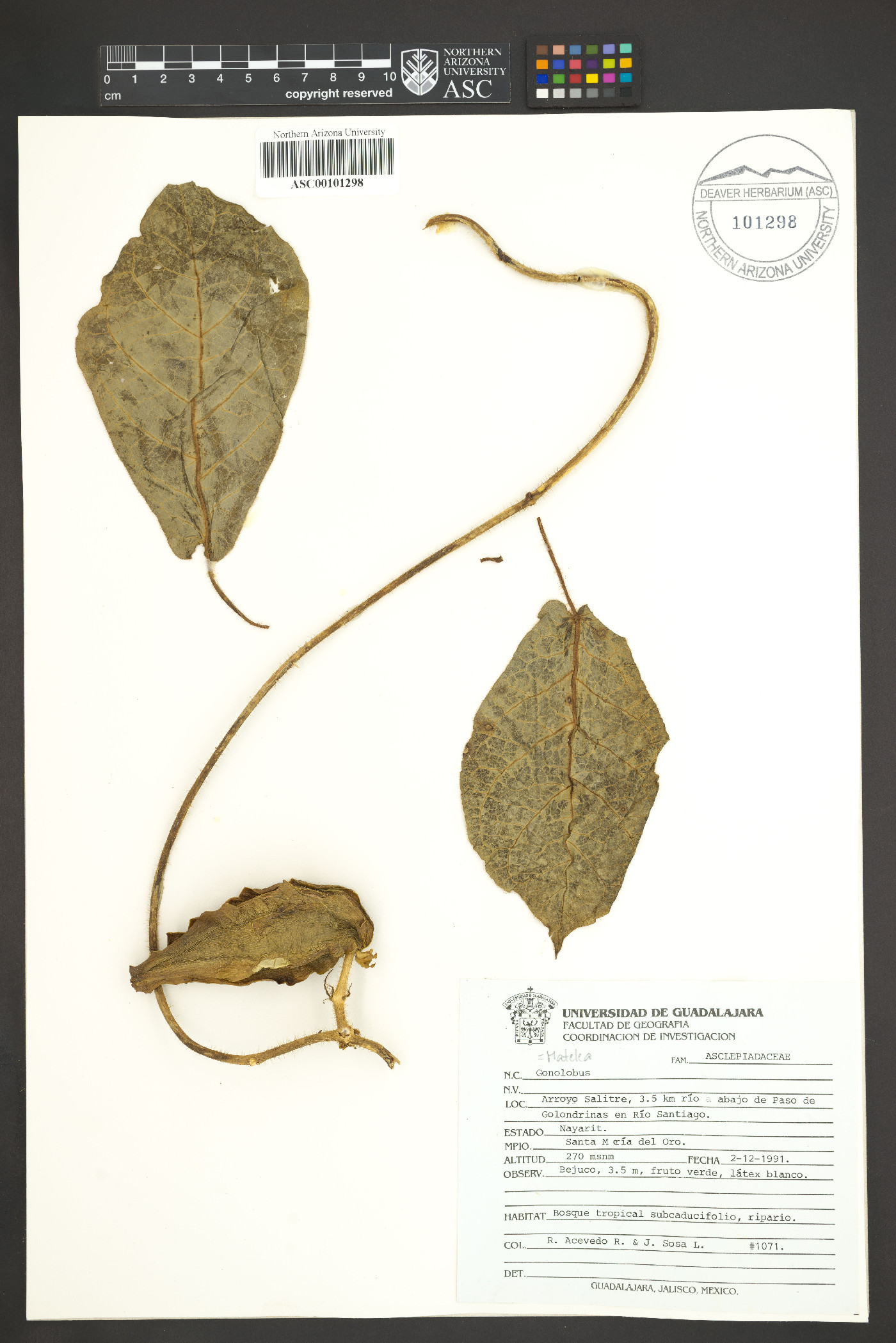 Matelea gonoloboides image