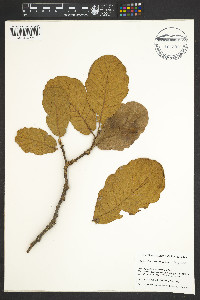Quercus obtusata image