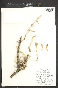Cylindropuntia leptocaulis image