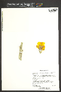 Cylindropuntia acanthocarpa var. thornberi image