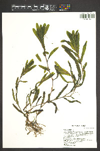 Potamogeton crispus image