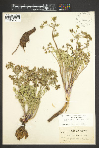 Lomatium macrocarpum image