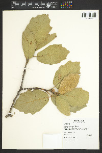 Quercus mcvaughii image